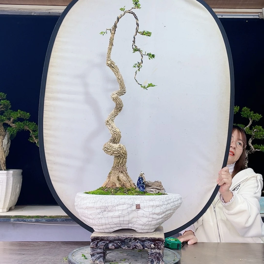 完全开放黄杨盆景四季常青
