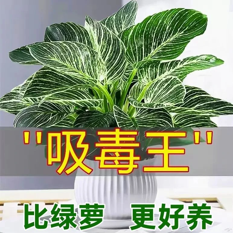 铂金钻盆栽蔓绿绒绿萝水培吸甲醛易养花卉装饰室内绿植除甲醛植物
