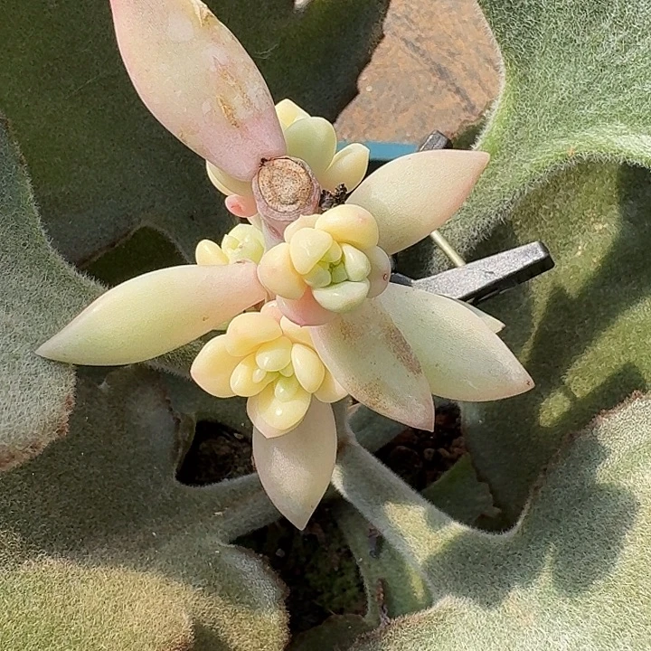 蜜桃波波底座一物一拍