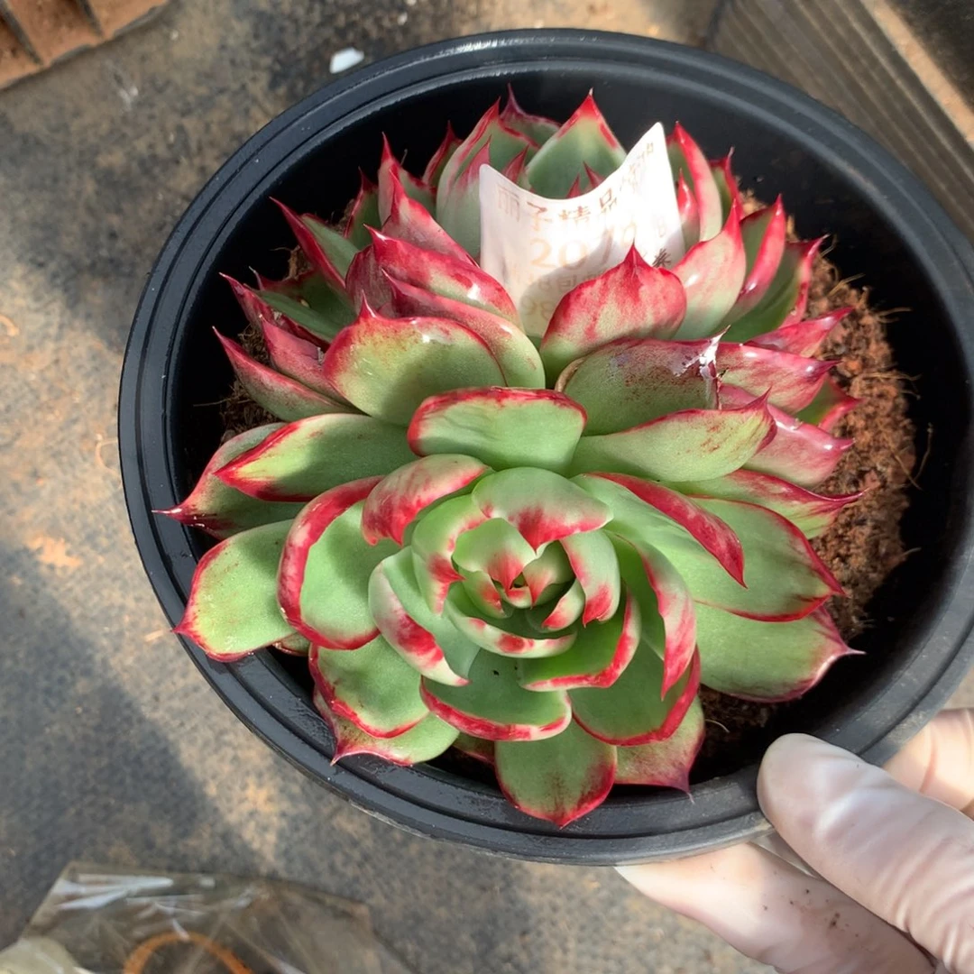 2078号多肉植物惊鸿12