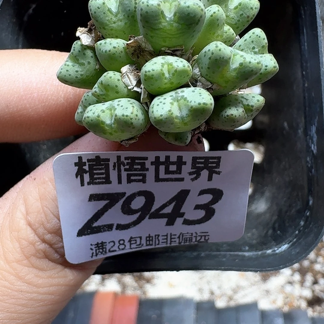 多肉植物的人生fhb