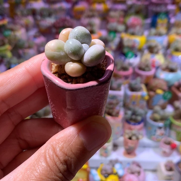 蛋黄奶带盆 满100包邮