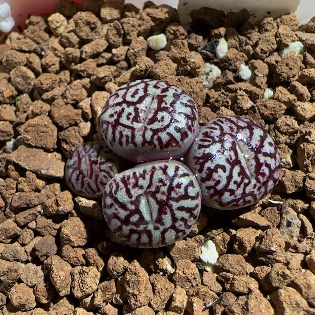 肉锥多肉植物组合-墨447