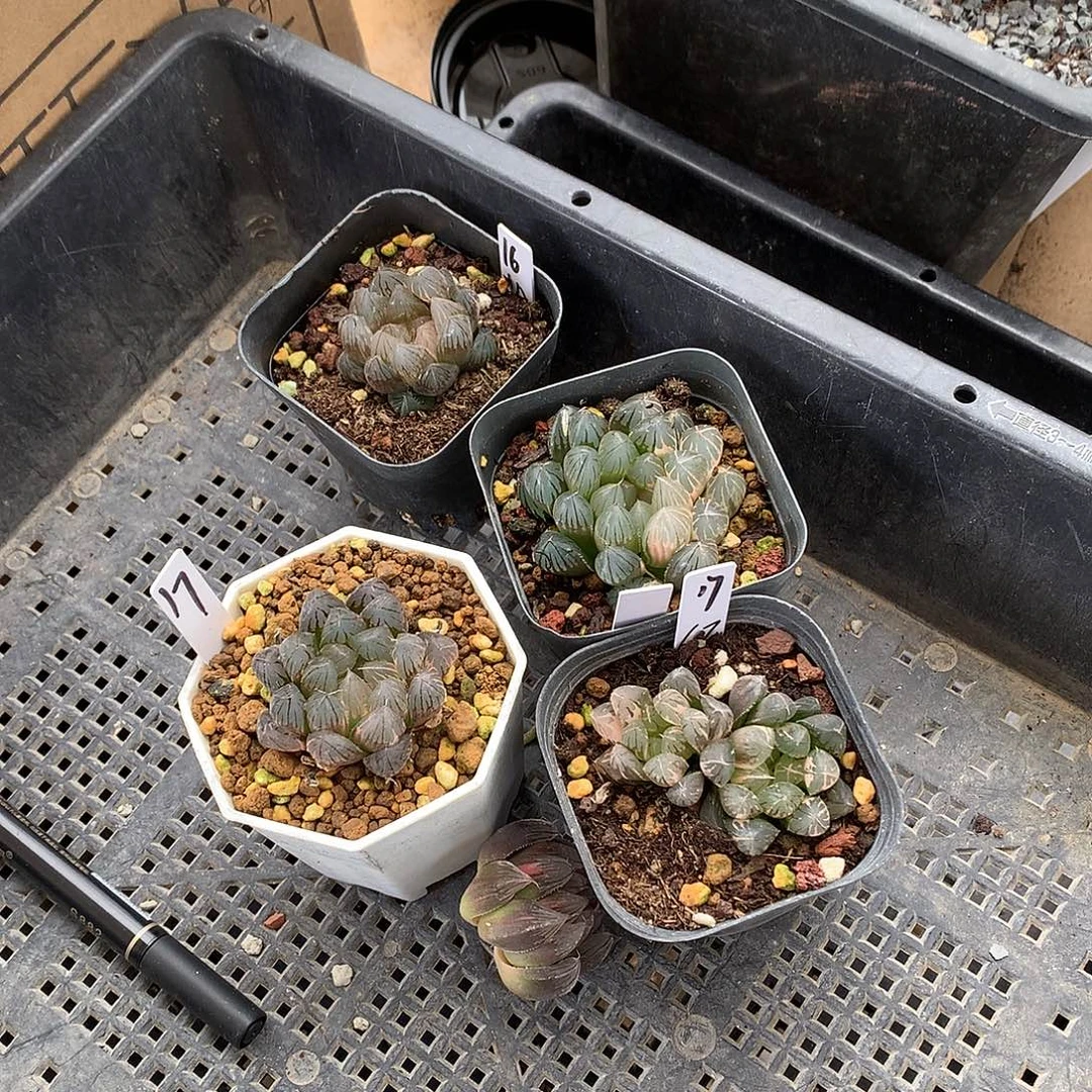 玉露锦带盆土发货jluyx