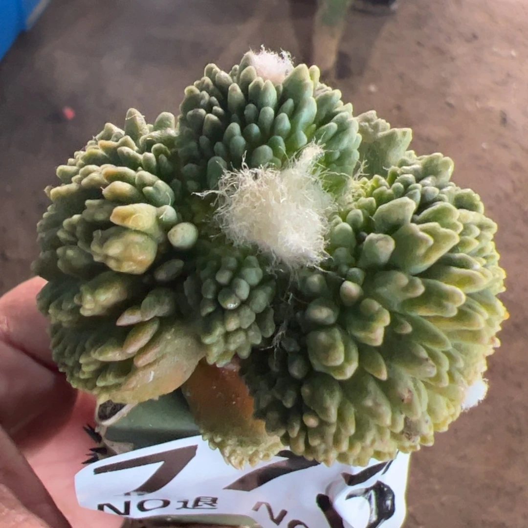 哥斯拉怒涛牡丹773