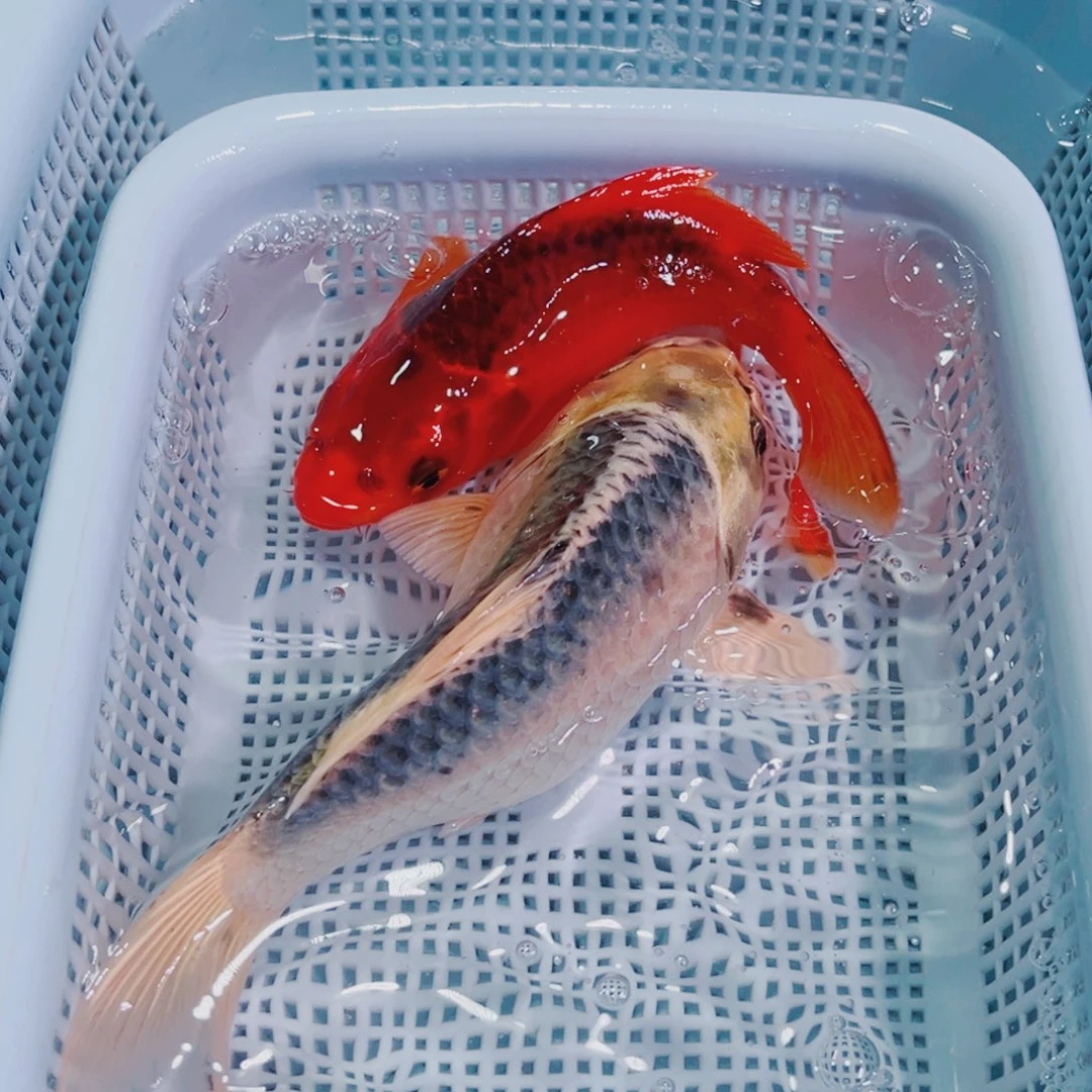 锦鲤锦鲤观赏鱼冷水114