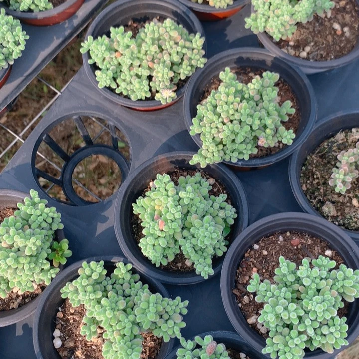 当前无花栽培后可以开花冰晶枝干番杏9厘米盆一盆