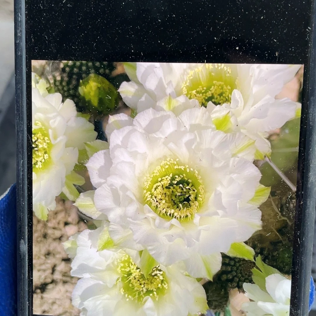 静静侧芽歪4公分以上满18包邮
