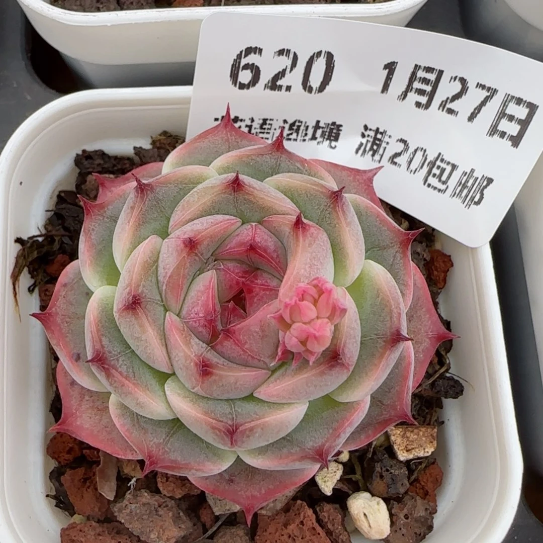 花语逸镜0127-620