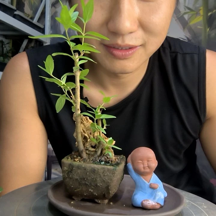 嗯*中青园艺一物一拍290