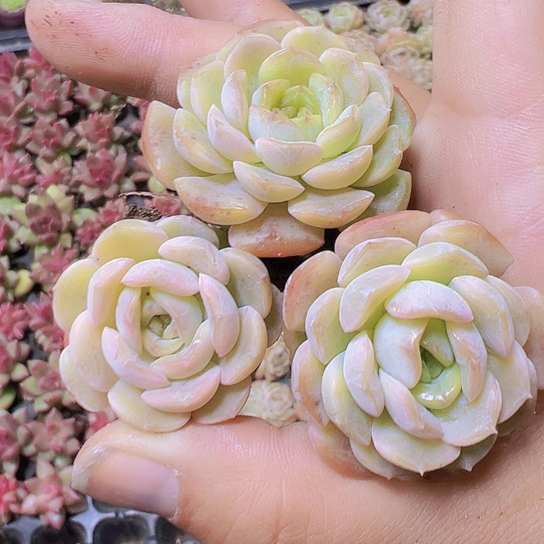 容晶5个19包邮多肉植物