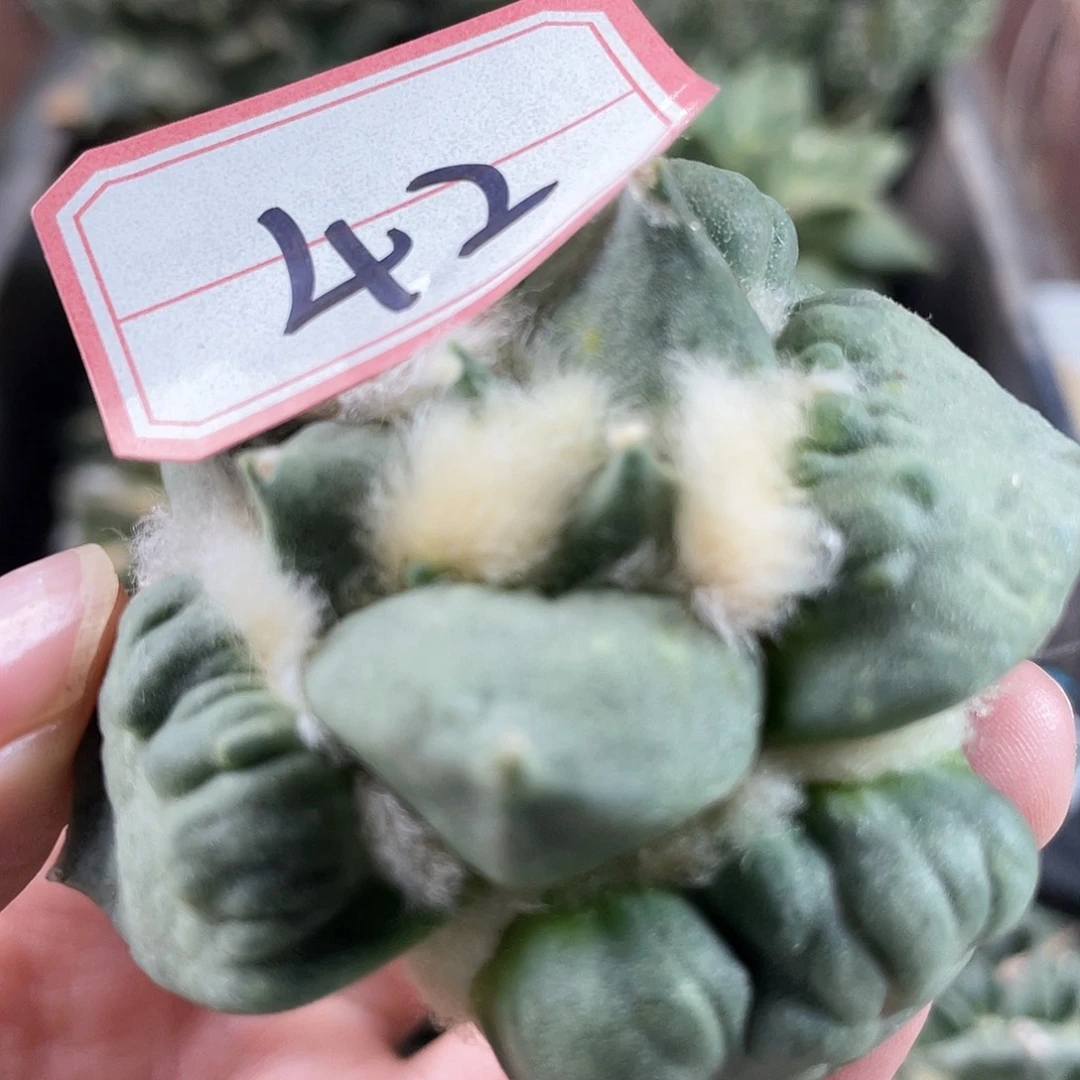 42号自根丸尤村主怒涛蓝白