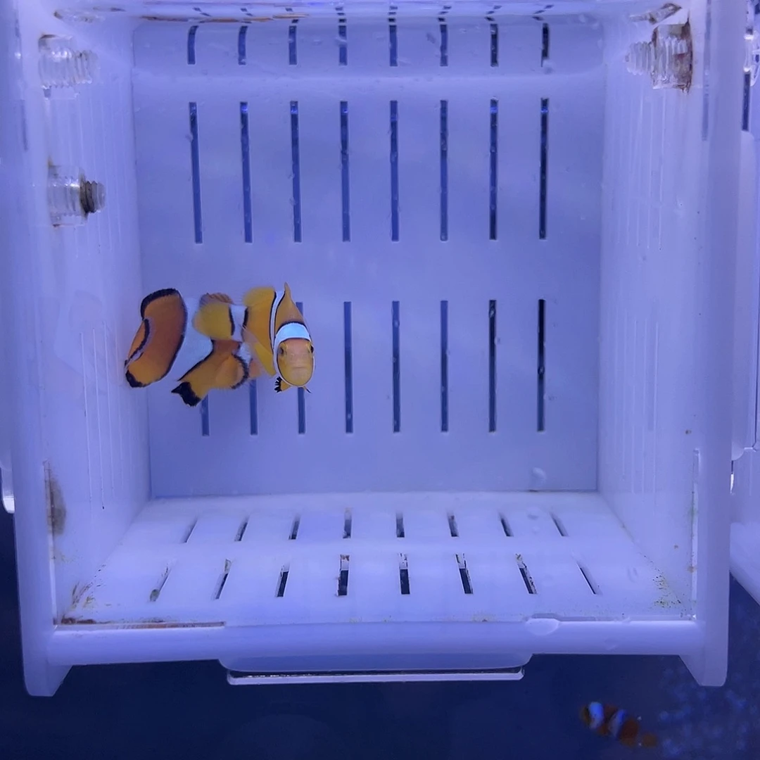 海水鱼黑背心一对