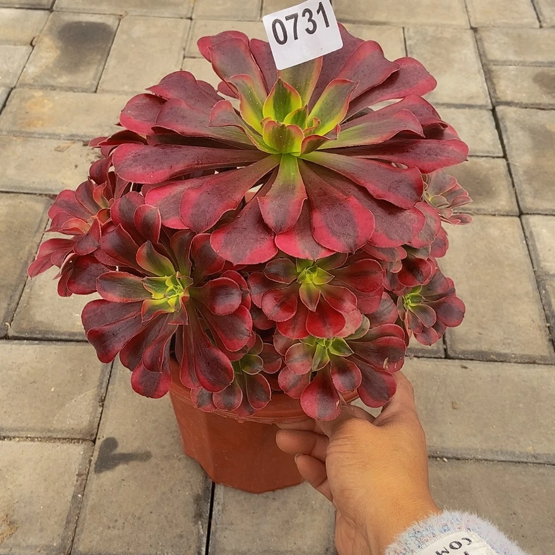 0731美杜莎3333冠服24.5左右