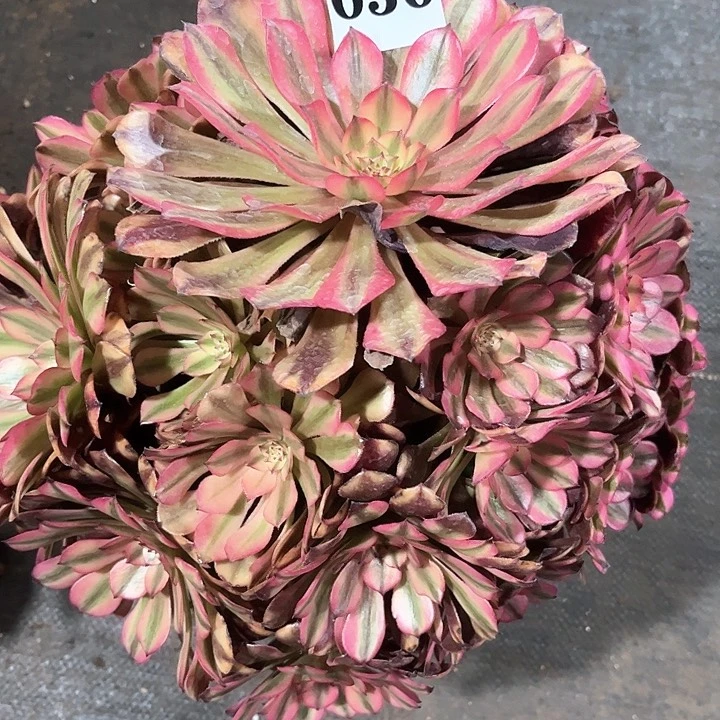 ?***姐多肉植物组合050