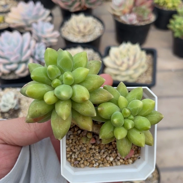 一物一拍不支持退换