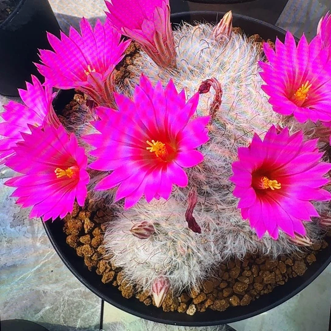 直播间，猪猪姐姐，专拍，