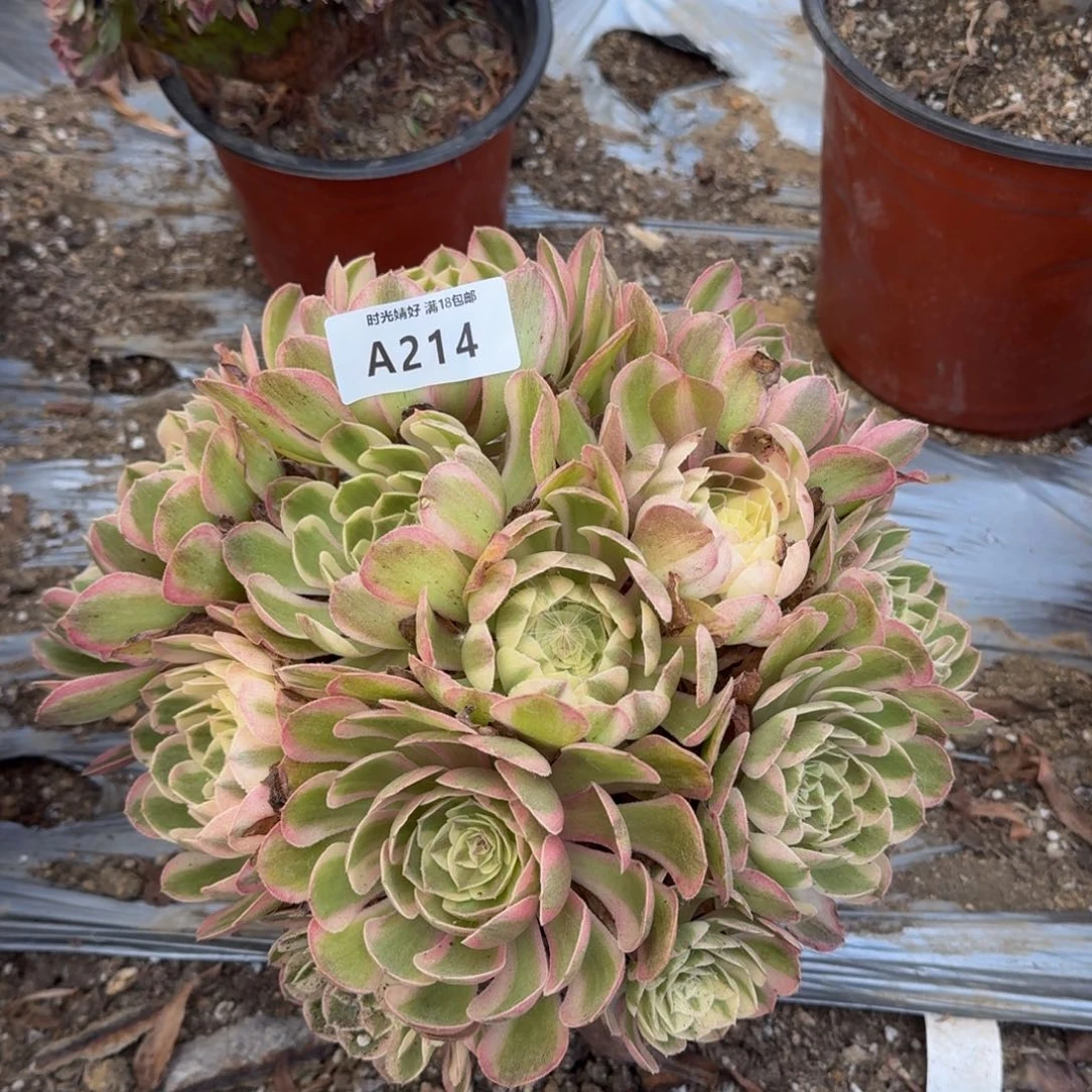 214瑶光多肉植物，