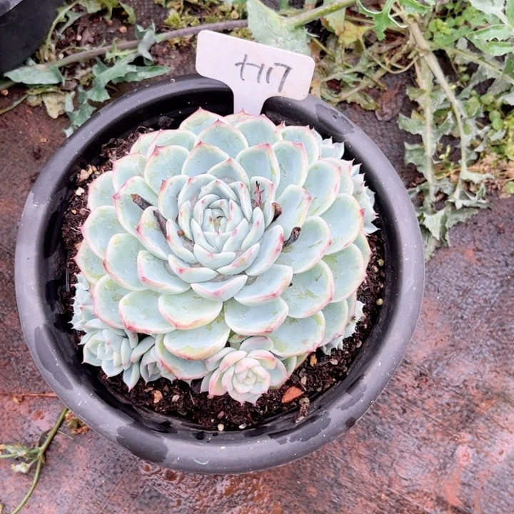 晨语多肉一物一拍+117