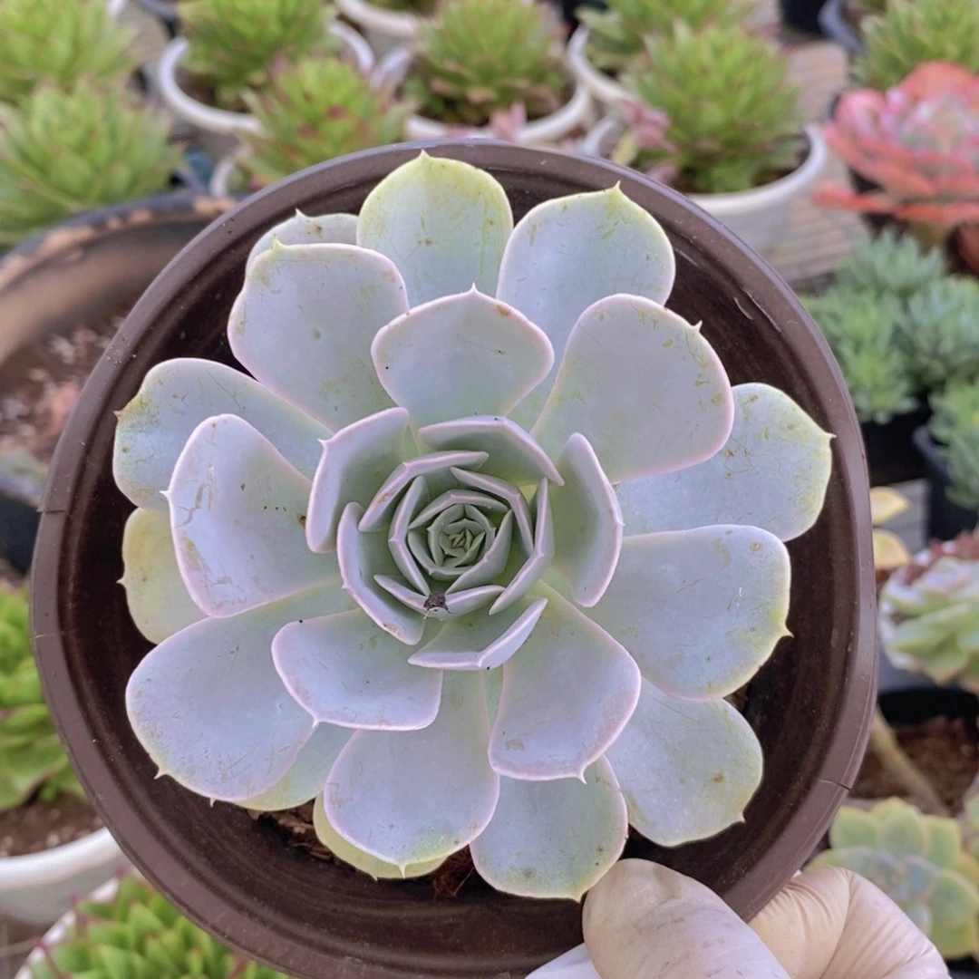 8693圣卡洛斯一物一拍