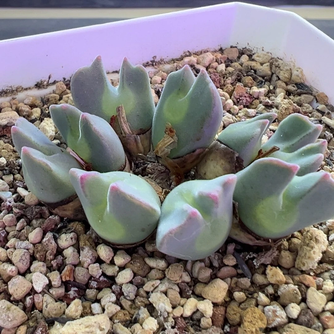单头价格 可以挑 肉锥植物
