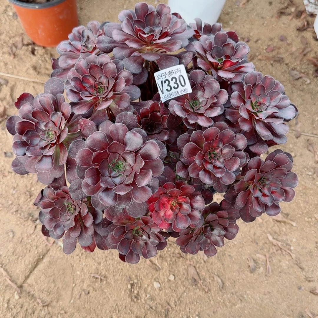 丽娜中斑330冠幅30