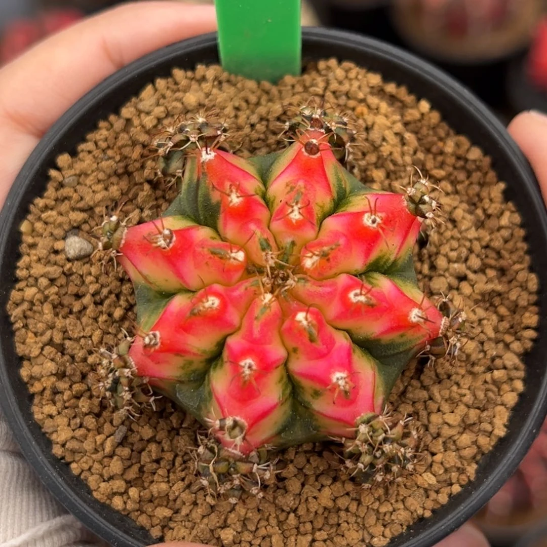 泰系侧芽好彩H61