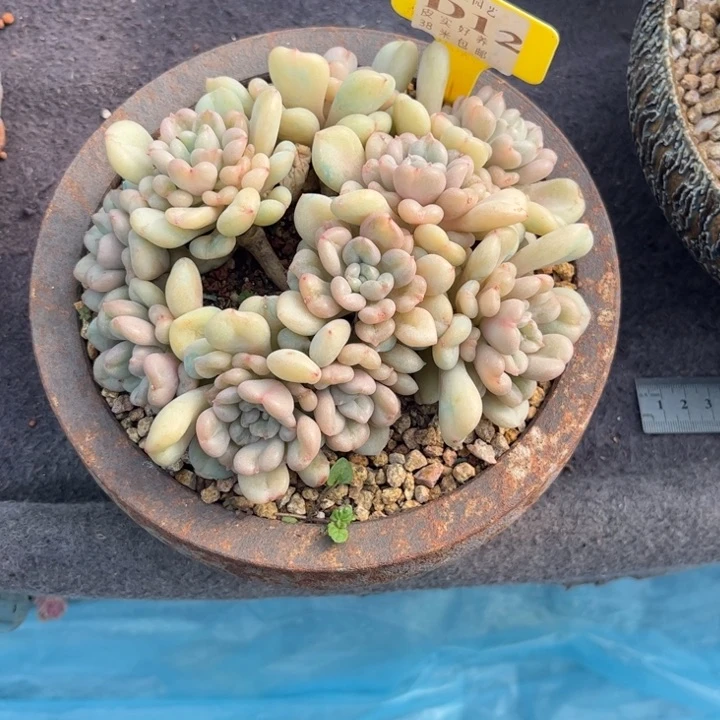 橙**贝多肉植物1111比尔盖兹