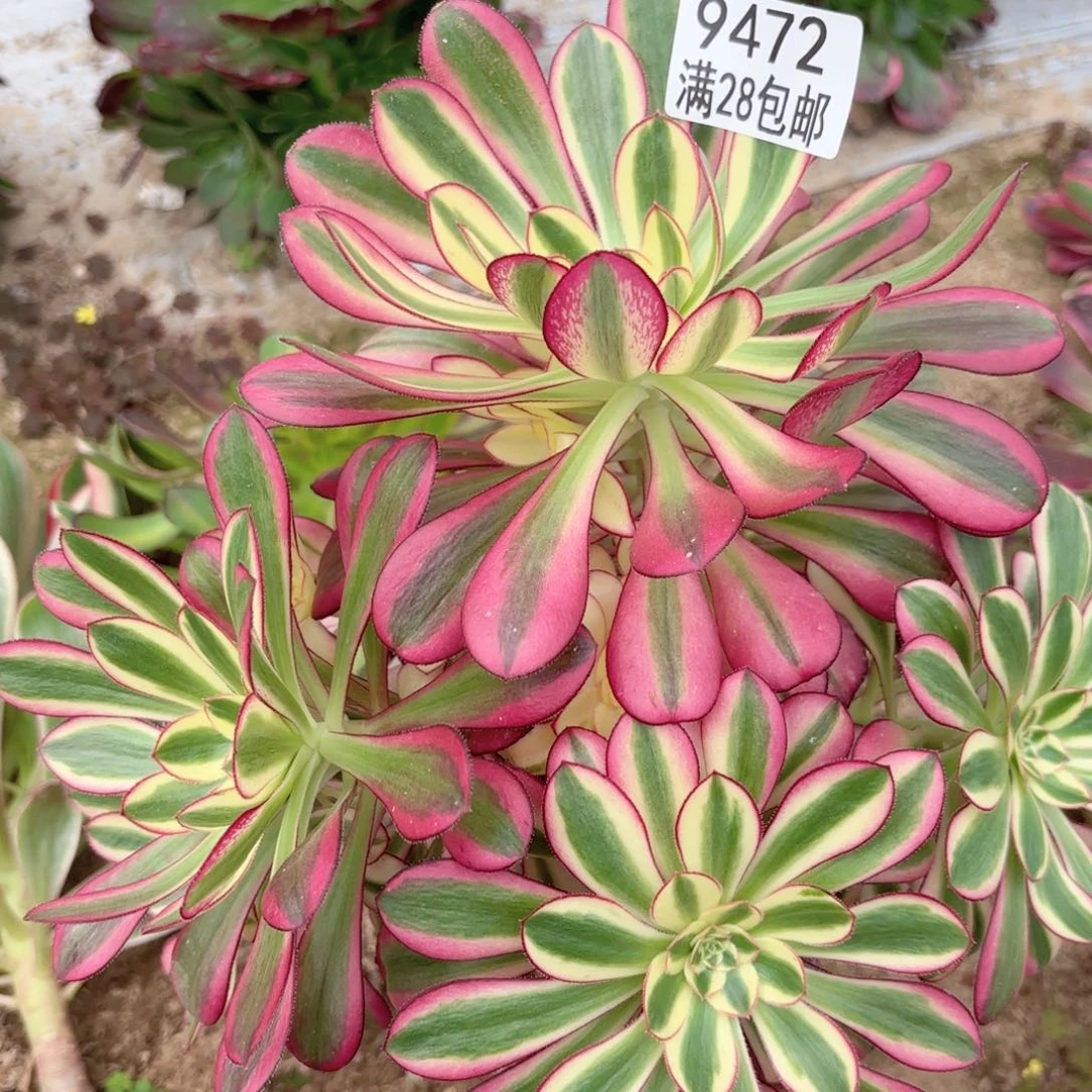 B. 9472冰淇淋多肉