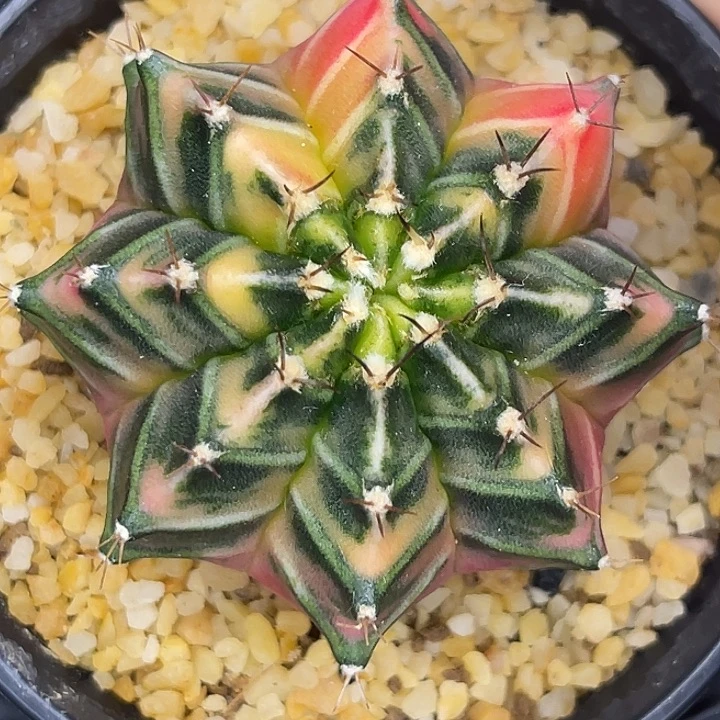 大豪臀 一物一拍。