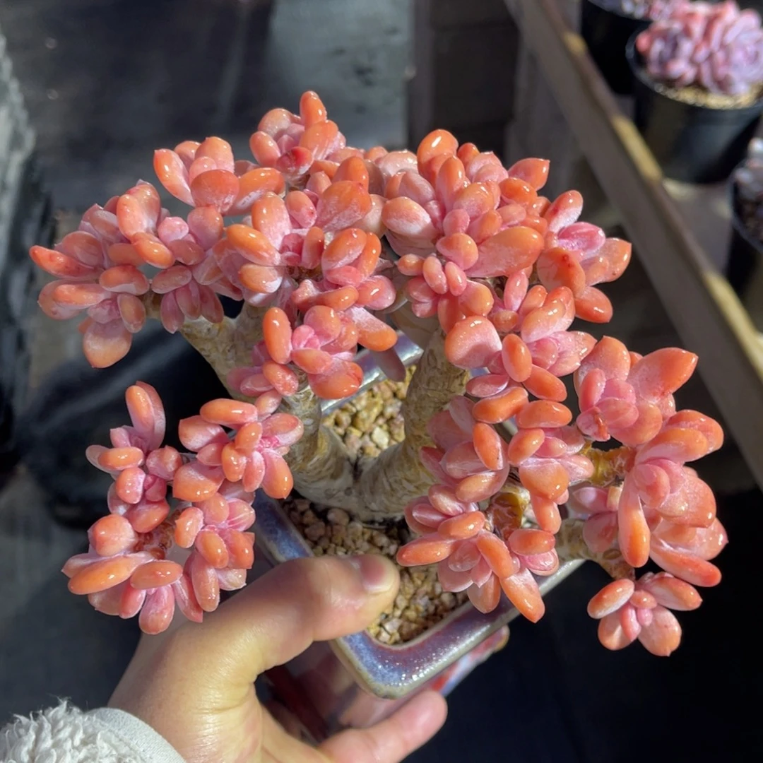 正版韩货灰姑娘辛德瑞拉