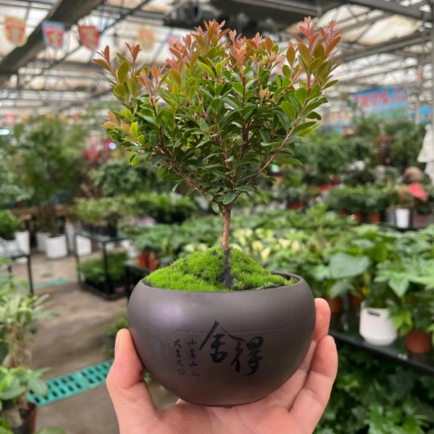 小叶赤楠盆景植物室内绿植客厅盆栽花卉懒人好养护
