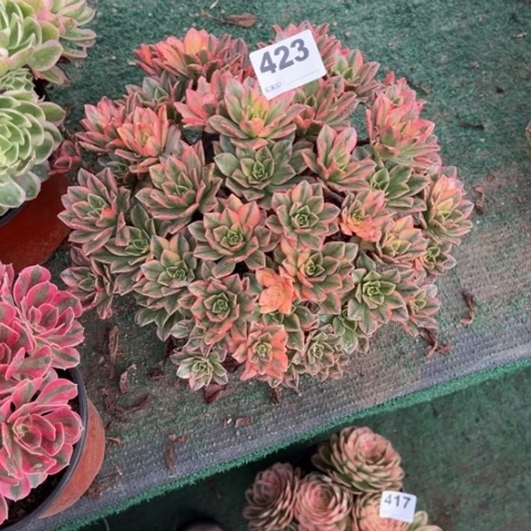 福***楼423甜茶朵朵多肉，