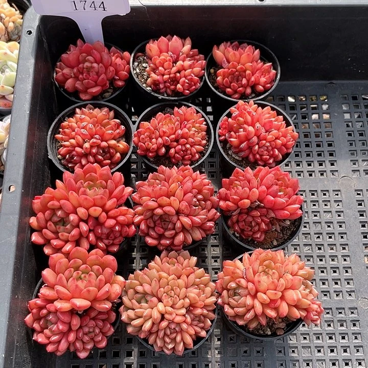 薇薇安园艺多肉1744