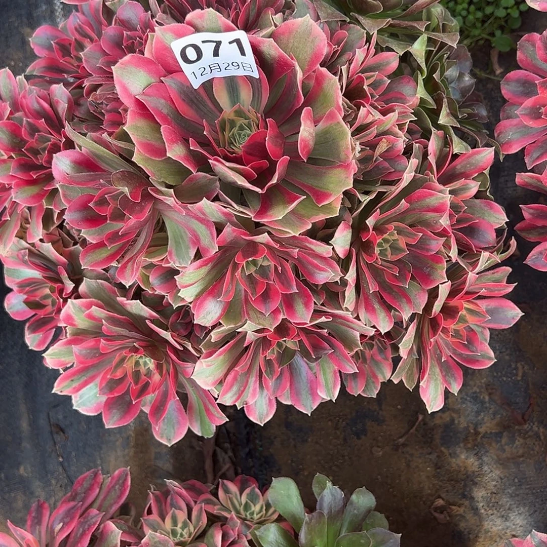 12.29/7女妖多肉植物