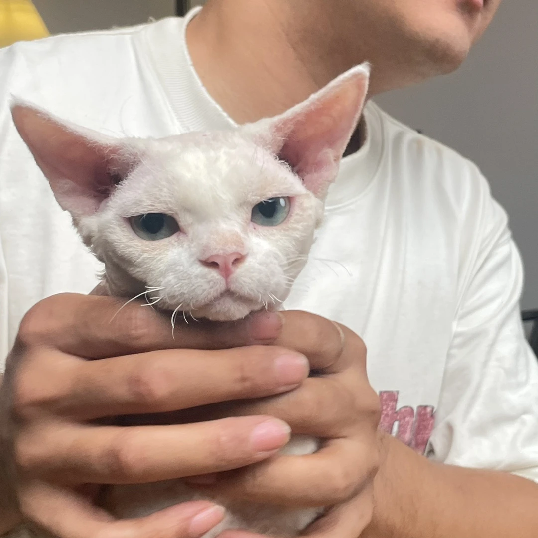 【兰特家德文】【活体】纯白德文卷毛猫弟弟