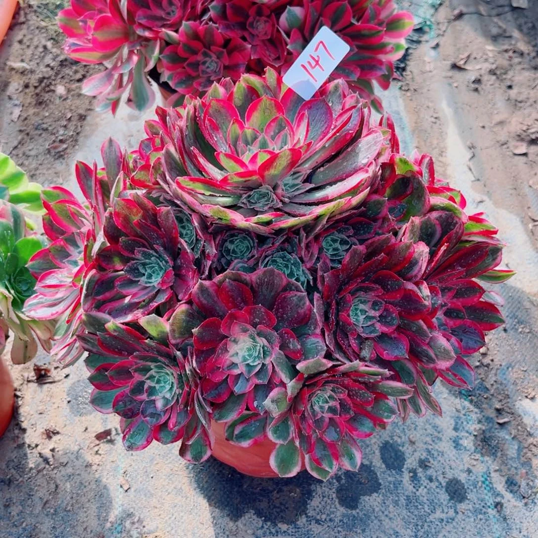 147孔雀翎多肉法师