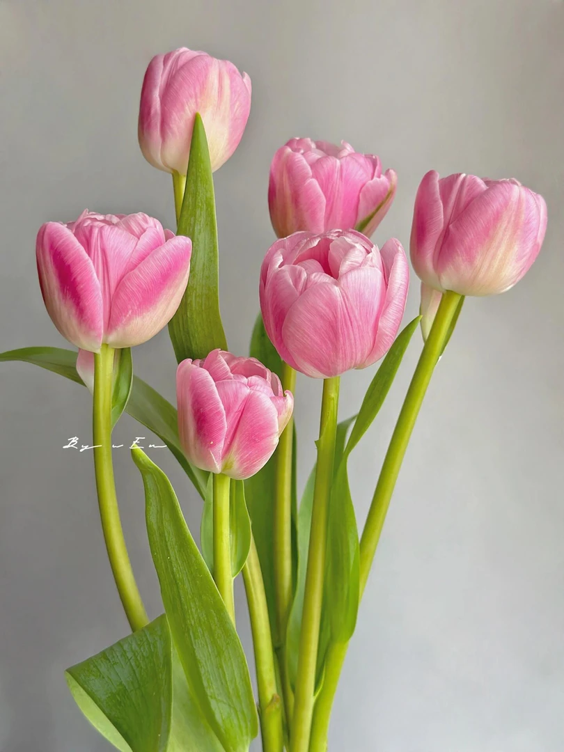 白桃奶酪重瓣郁金香鲜花水培每天剪根