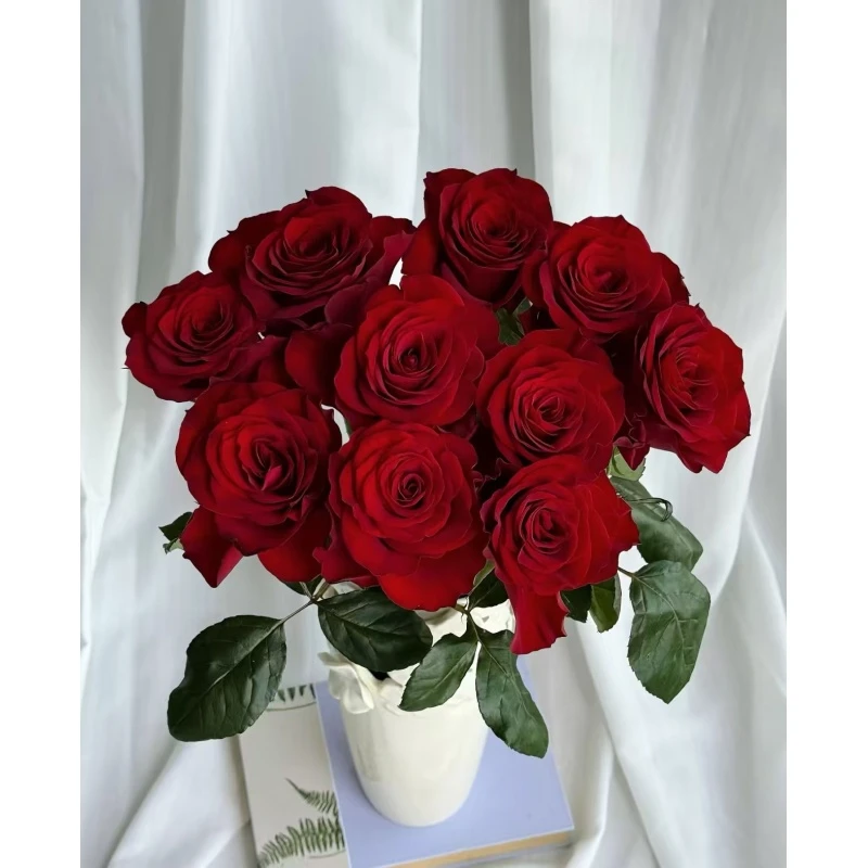 【高原红】 单头玫瑰   真花 鲜切花  一单中通，两单顺丰发货
