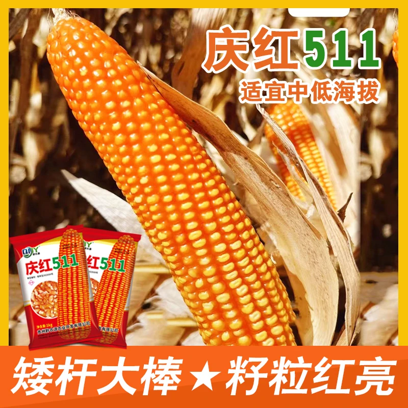 中低海拔玉米种子庆红511广东广西大棒硬粒型品种籽粒红亮