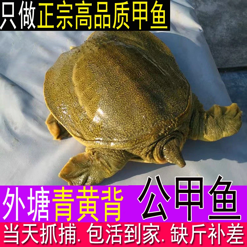 【青黄背鲜活公甲鱼直播卖货】鲜活发货死了包赔水鱼团鱼王八中华鳖
