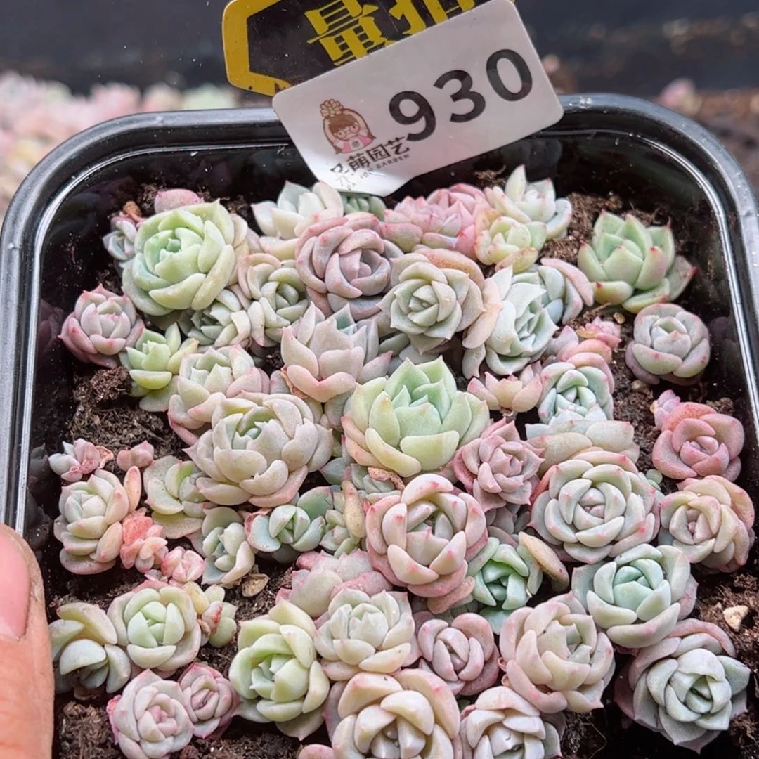 多肉植物多肉植物