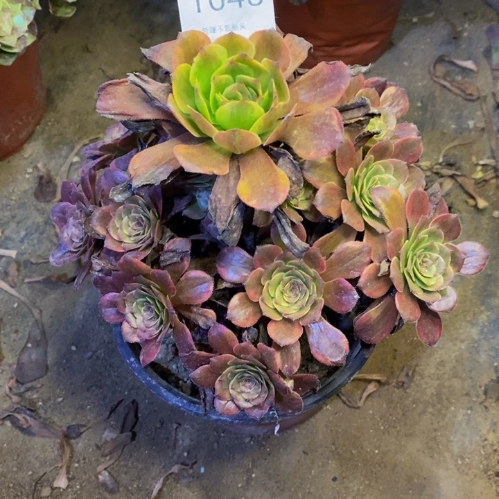 火烧云多肉断头不包1648