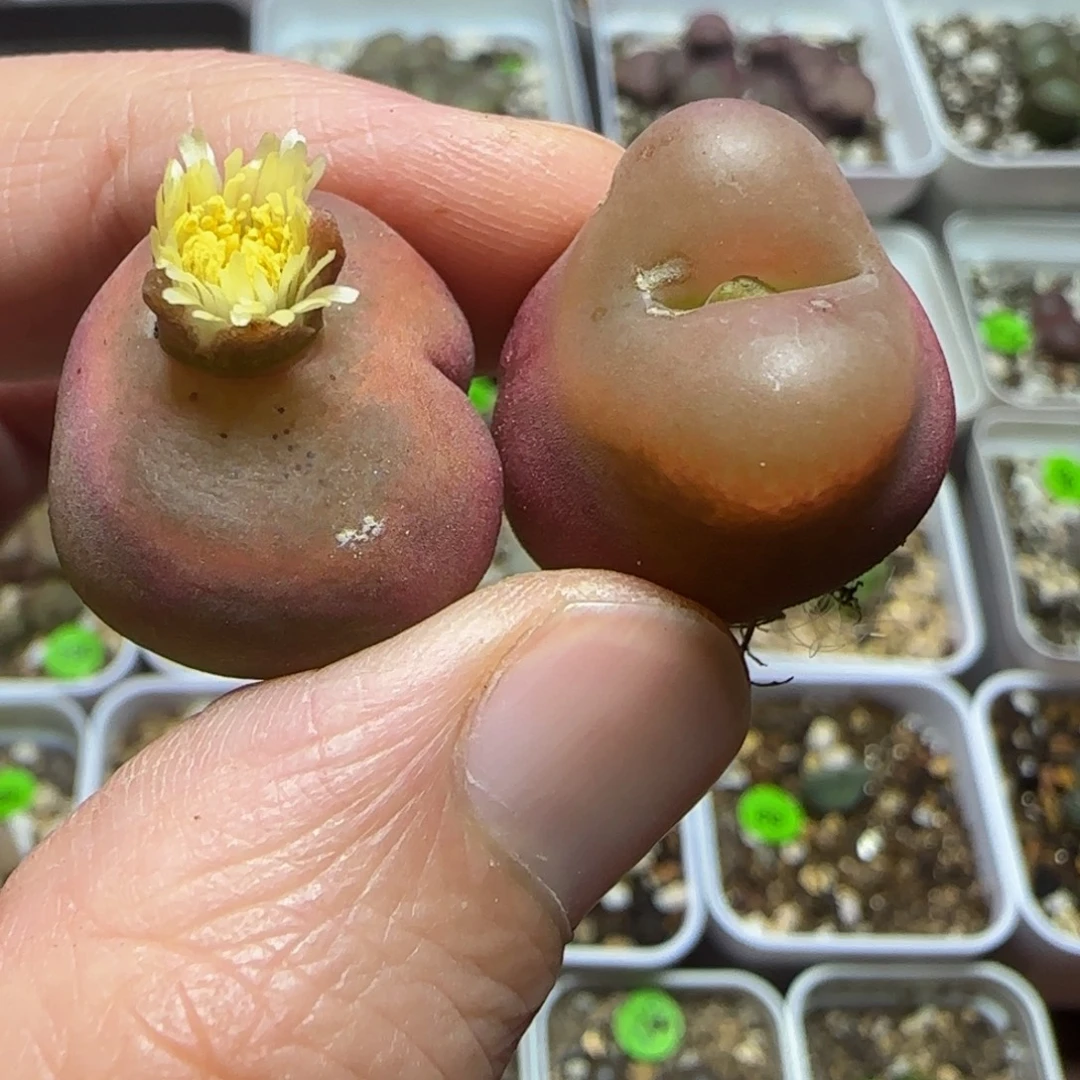 有疤漂亮多肉植物3