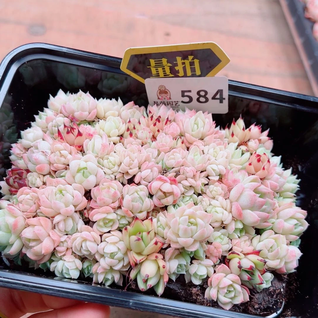 当前无花朵，栽培后可花朵