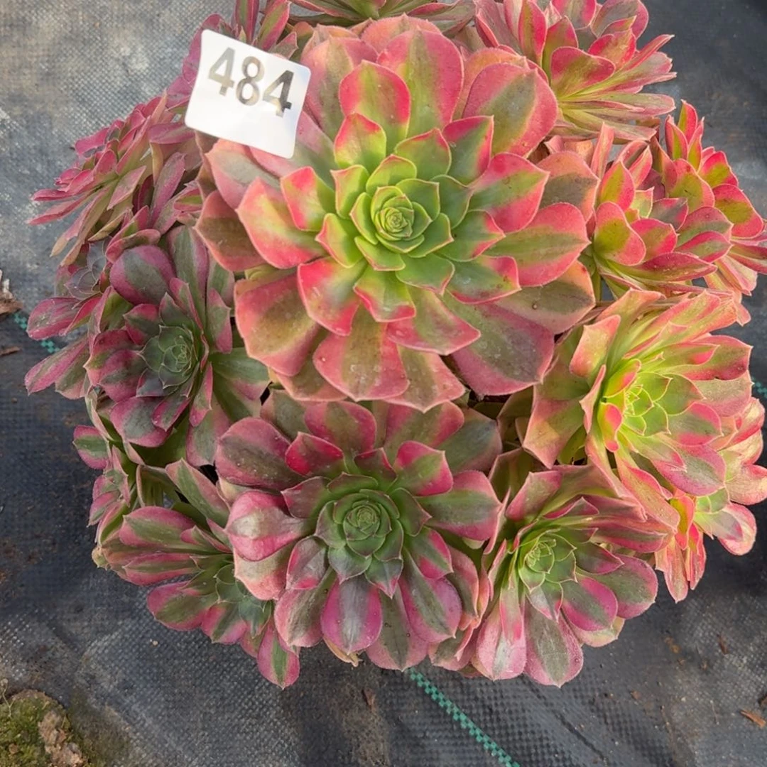 484大雨河多肉植物福利