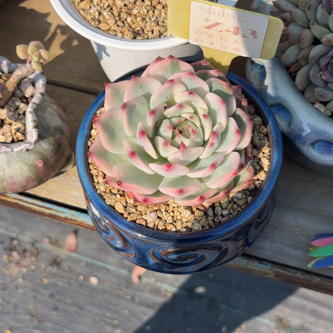 美****。多肉植物1111111