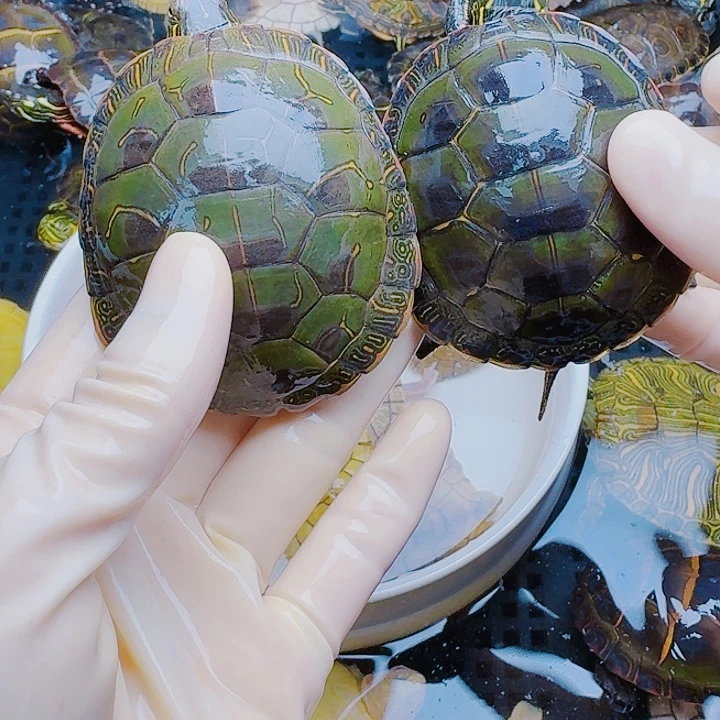 阴***天绿毛龟母222222222222