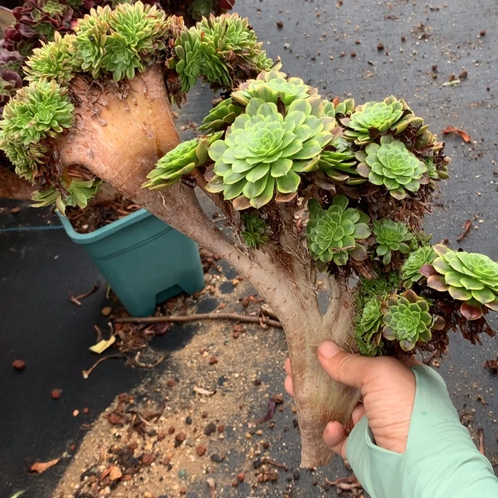 瑕疵无根爱丽丝朵朵发货