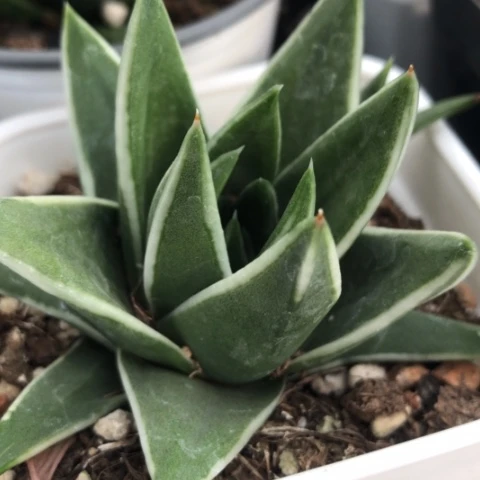 白折瑞鹤硬叶硬叶